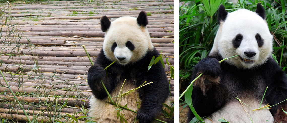 Giant pandas in Chengdu