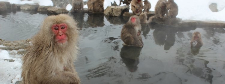 visit the Snow monkeys in Jigokudani park japan