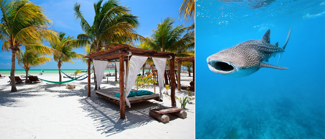 swim with the sharks in isla holbox in mexico