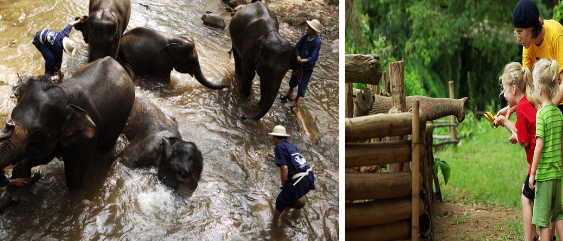 elephant washing thailand