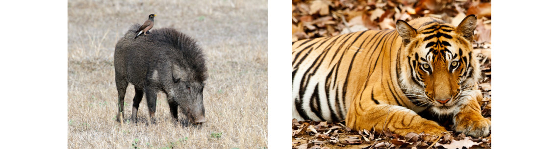 Bandhavgarh National Park