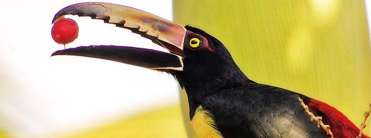 10 NIGHT BIRDWATCHERS TOUR IN COSTA RICA