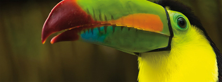 Rainbow-billed Toucan, Northern and Southern Caribbean.