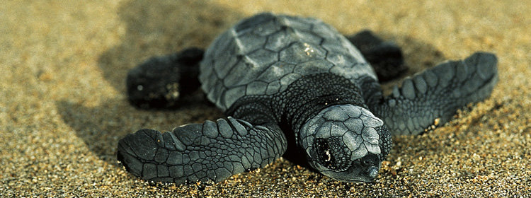 Caño Negro Lagoon Costa Rica holidays