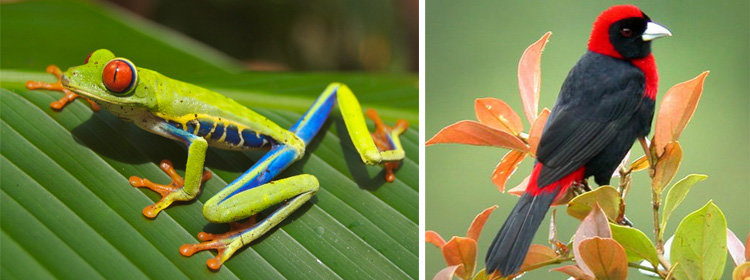 bird watching holidays in costa rica