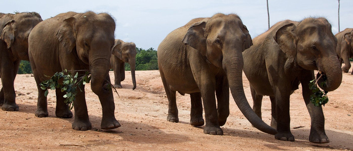 Elephants-Sri-Lanka