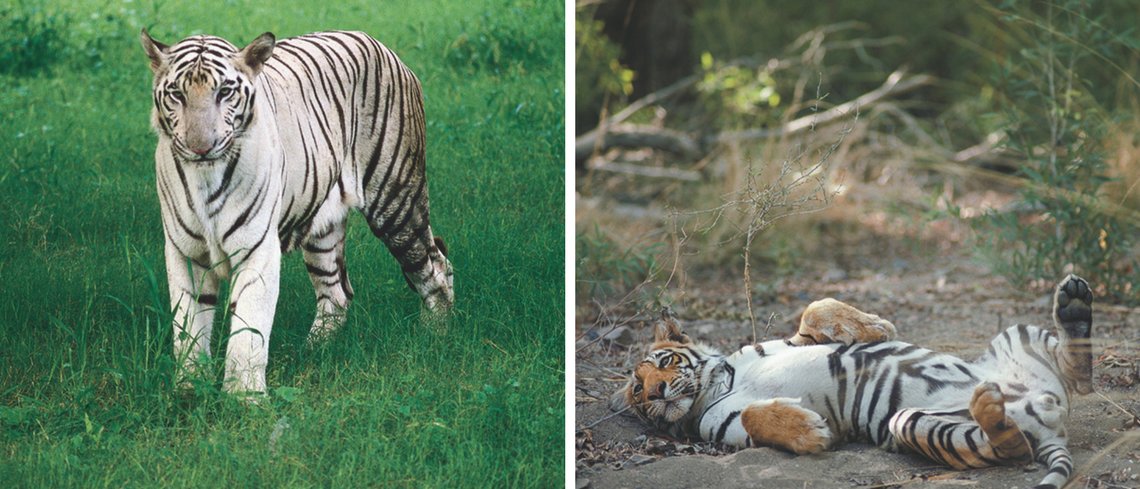 Ranthambore Tiger India