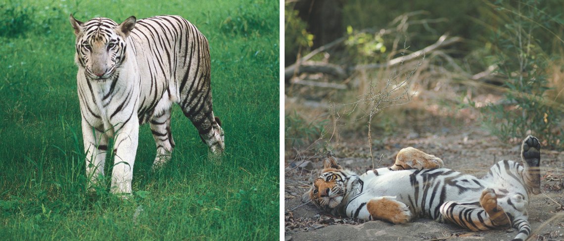 tiger watching in india