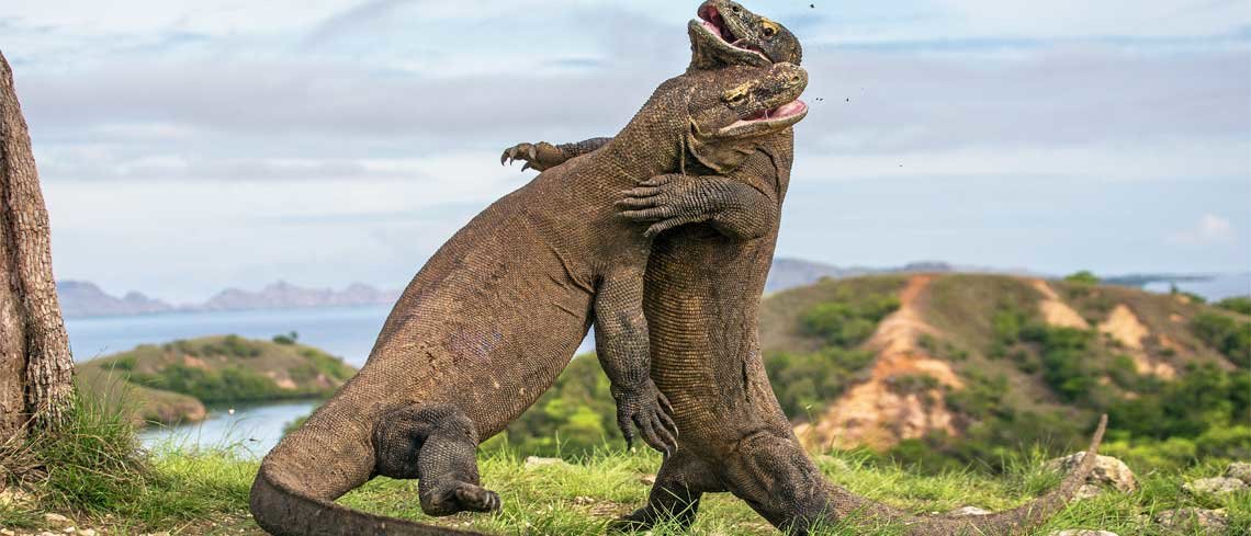 Komodo dragons in indonesia