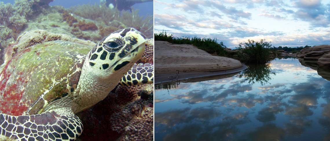 Track turtles on Selingan Island