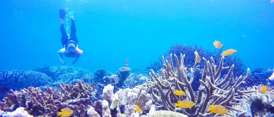 Epicentre of marine diversity diving in indonesia