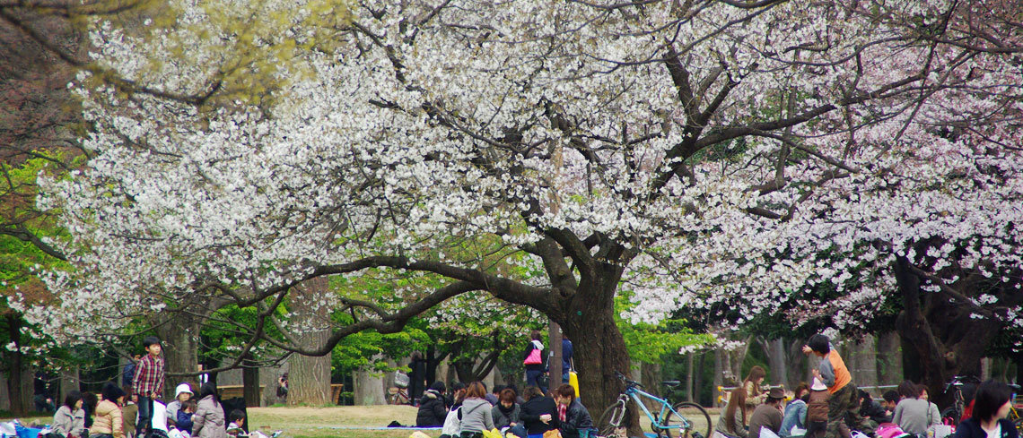 yoyogi park japan holidays