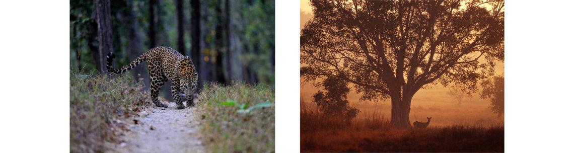 Kanha National Park