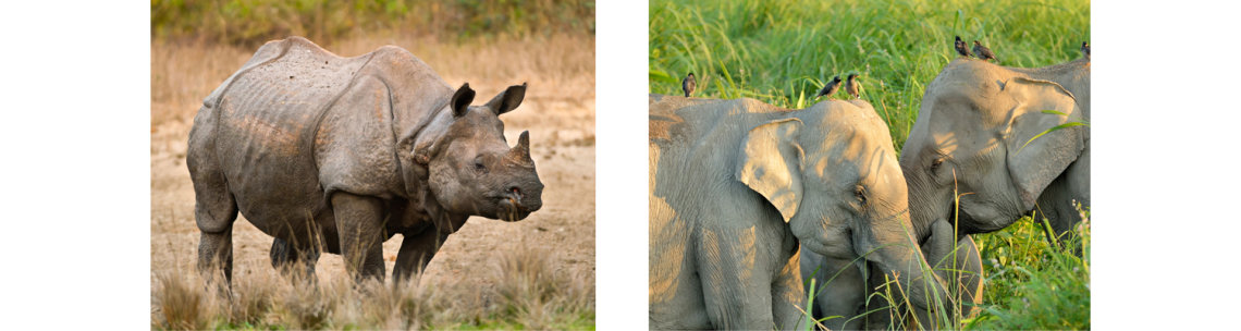 Kaziranga National Park