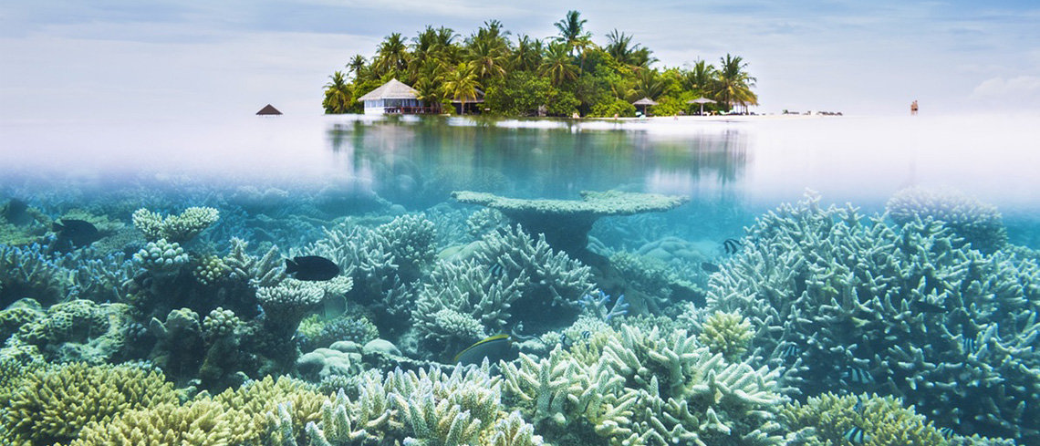 coral reef in Maldives holiday