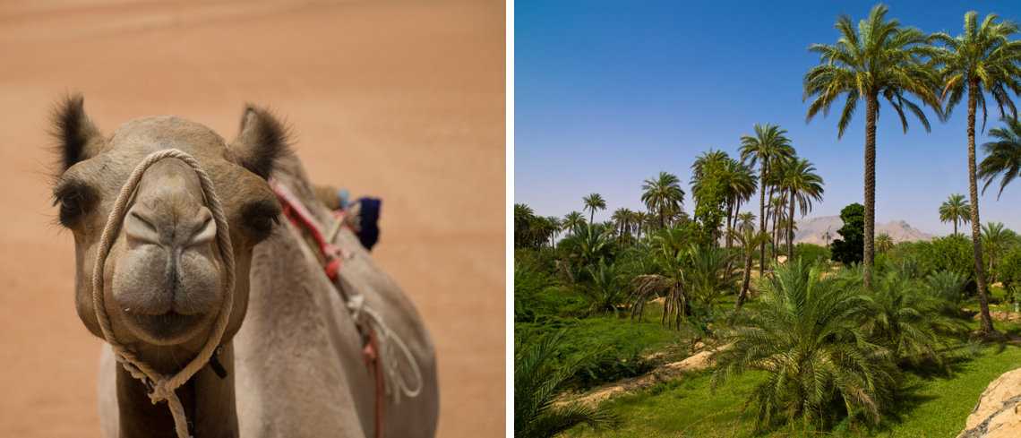 Oman Camels and Nature