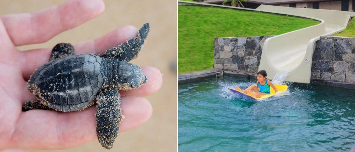 Turtle hatching in Sri Lanka Ani villas in sri lanka