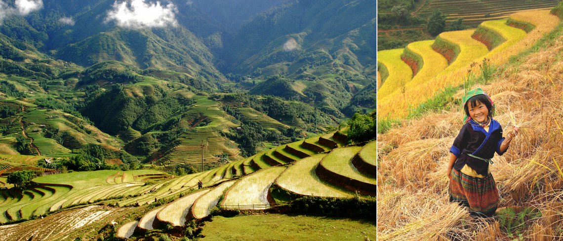 Vietnam rice fields Vietnam holidays