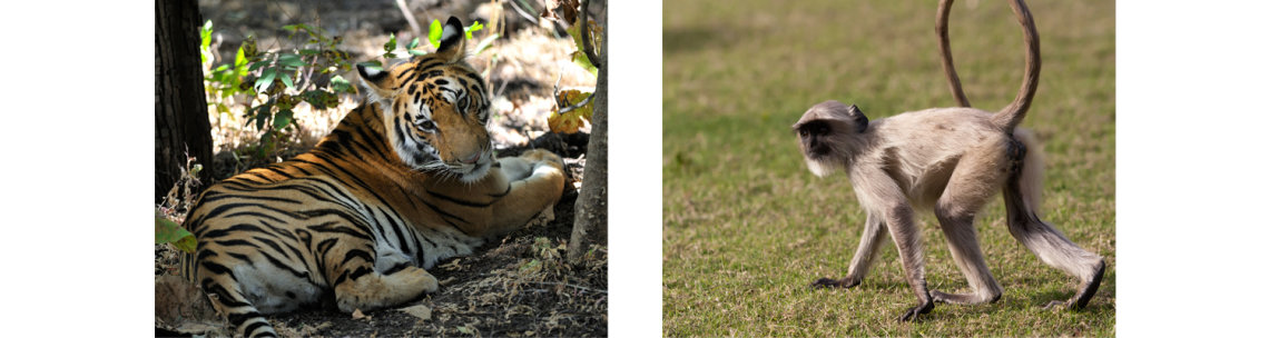 Pench National Park