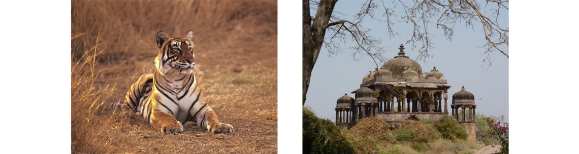 Ranthambore National Park